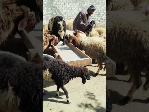 النتاية البرقي بقي ليها حس ومش عاجبها حد تاابع01012242873  01225845038