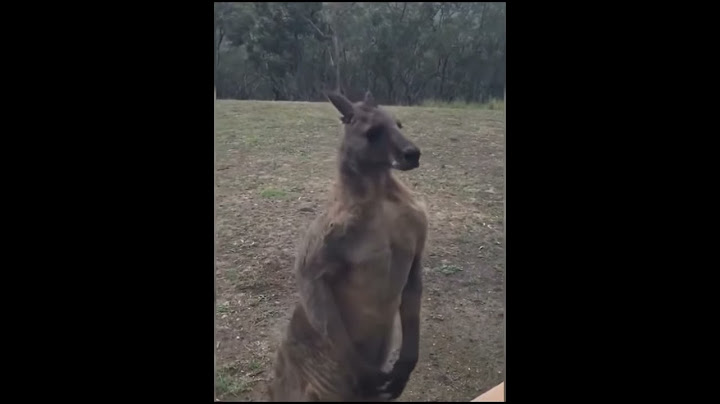 Kangaroo finds Australian man's home, wants revenge!