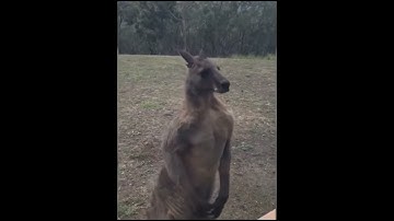 Kangaroo finds Australian man