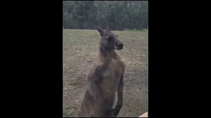 Kangaroo finds Australian man's home, wants revenge! - DayDayNews