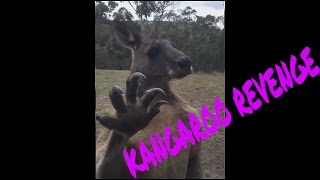 Kangaroo finds Australian man's home, wants revenge!