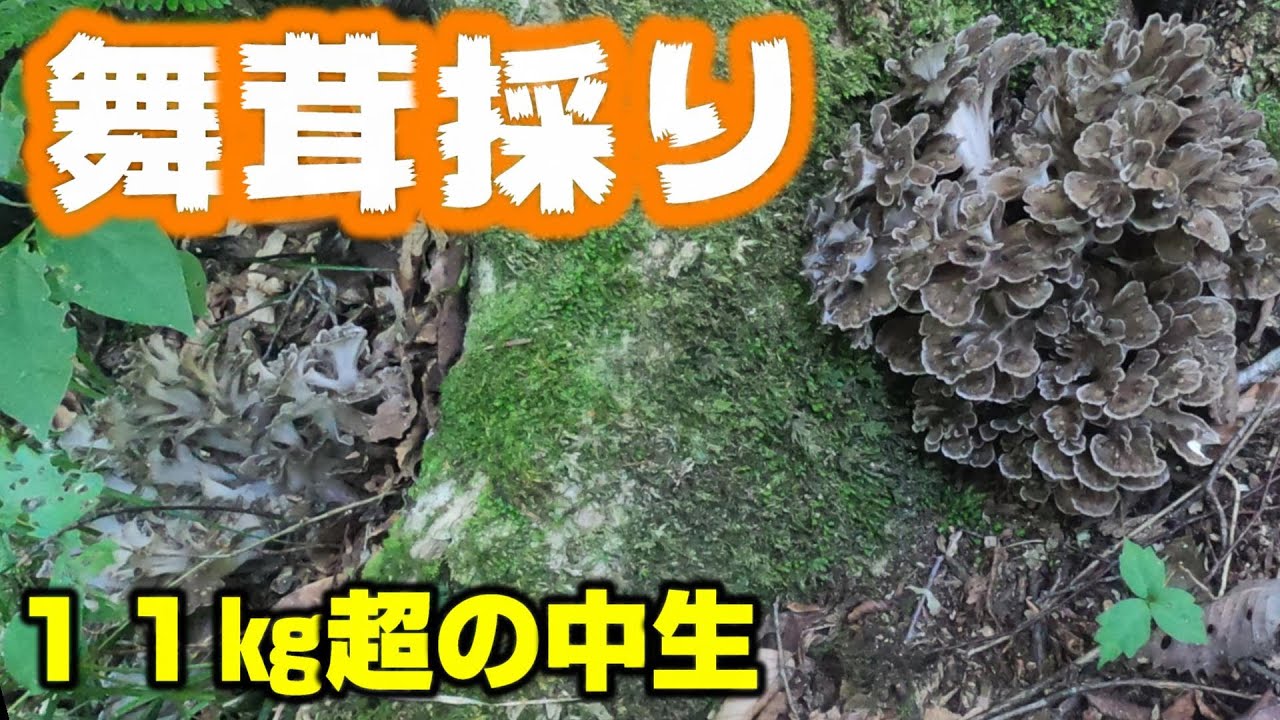 舞茸採り　全て中生１１キロ超