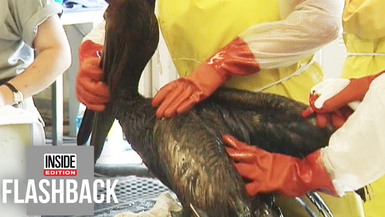 How Animals Survived the BP Oil Spill - YouTube