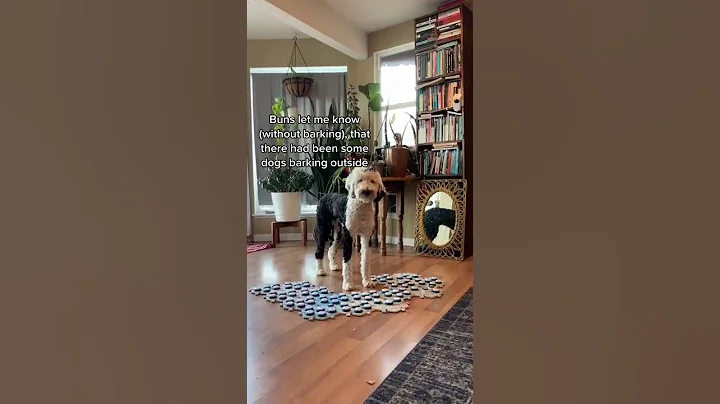 Thanks for not barking back Buns! #talkingdog #dogsoftiktok #smarty #GetCrocd #bunnythedog #fypシ