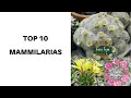 TOP 10 MAMMILLARIAS