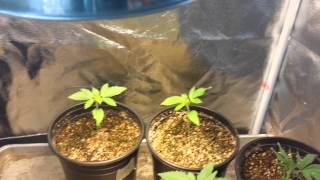 French touch/sativa de rois