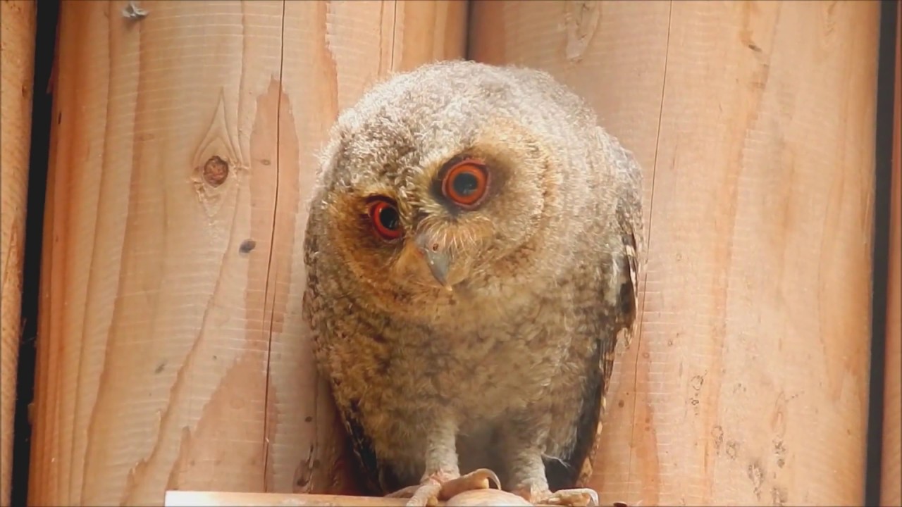 オオコノハズクが巣立ちました Sunda scops owl 