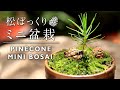 湯呑みで作る松ぼっくりミニ盆栽 【Bonsai diary 盆栽日記 6/27】初心者の簡単盆栽の作り方 黒松 Pine cone Moss Mini Bonsai DIY EOS R5撮影