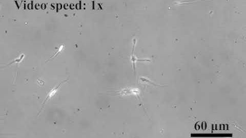 Wang et al. - Adv. Biology 2022 - Surgical Robotics Lab