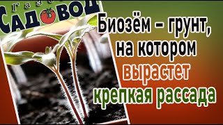 Биозём - грунт, на котором вырастет крепкая рассада