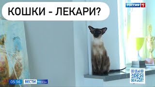 Кошки лекари? by Anna Rudakova 48 views 2 months ago 3 minutes, 44 seconds
