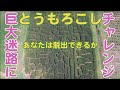 とうもろこし巨大迷路　撮影の裏側 YBC山形放送ピヨたまチャレンジ編　鶴岡観光