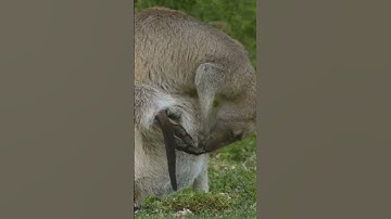 Bên Trong Túi Của Kangaroo Có Gì - Câu Trả Lời Sẽ Khiến Bạn Kinh Ngạc | Top 10 Huyền Bí