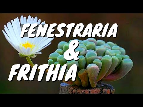 Video: Fenestraria Baby Toes - Informazioni sulla cura delle piante di Baby Toes