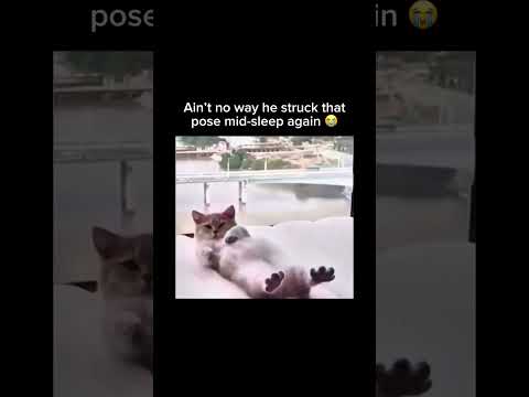 Music & memes – the perfect combo! 🎶 🤣#cutekitten #funnycats #TooFunny
