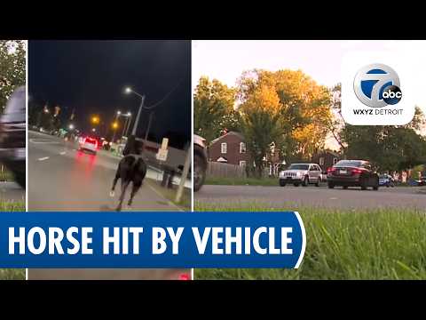 Loose horse hit and killed by vehicle on Detroit's west side