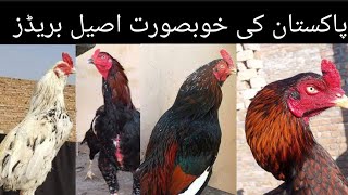 Top 09 Aseel Breeds Of Stan Aseel Types