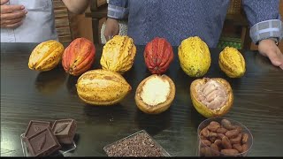 Big Island Chocolate Festival helps the local cacao industry through activities