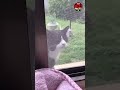Funny Moments of Cats 😂🐱 | Cutest &amp; Funniest Cat Compilation #funnycats #catshorts
