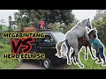 CURHATAN TEO BODAT SETELAH 4 HARI 5 MALAM BREEDING KUDA DI ECLIPSE STABLE SOLO !!!!