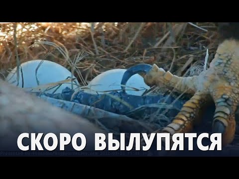 Видео, как белоголовые орланы ждут птенцов