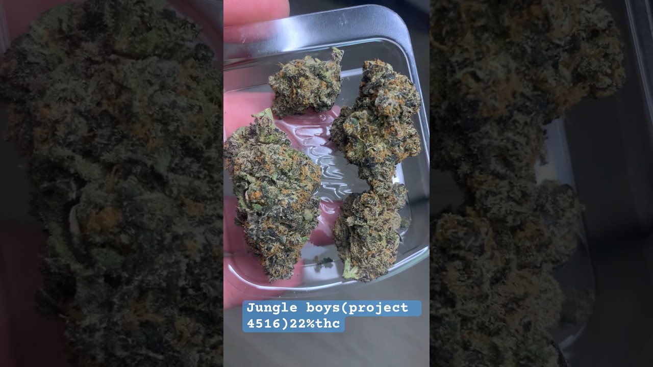 Jungle boys (project 4516)22%thc