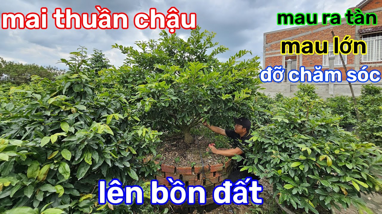 🌲19/6🌲mai tàn thuần chậu🌲cách trồng bồn đất lâu năm🌲cây phát triển tốt🌲mau lớn🌲mau ra tàn