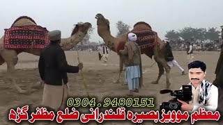 Camel Festival In Pakistan Onth Dangal Camel Mela Hum Saraiki اونٹوں کا میلا