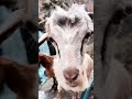 Haykırdım derinden, ilk yapay zeka türkümüz. Sözler bize ses ve beste AI