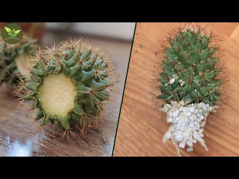 Video: Kaktüsün Hastalıklardan Ve Zararlılardan Tedavisi: Kaktüs Sararırsa Ve Aşağıdan çürümeye Başlarsa Ne Yapmalı? Beyaz Bir çiçek Neden Ortaya çıkıyor Ve Bitkinin ölmekte Olduğunu Nası