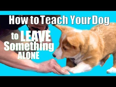 How to Teach ANY Dog to Leave something alone