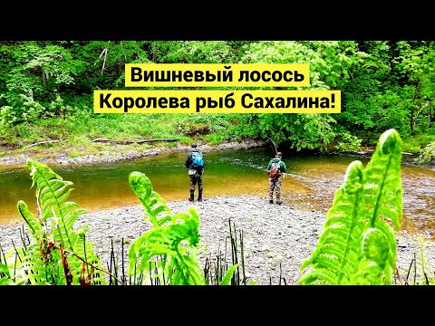 Видео: Вишневый лосось. Королева рыб Сахалина / Cherry Salmon. Sakhalin fish queen