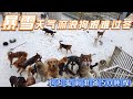 救助流浪狗并不卑微，暴雪天气，小迟提前给狗狗们准备了50吨煤御冬  Dog rescue in China 20211130