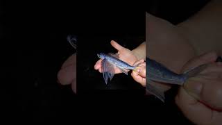 Летучая рыба #fish #animals #sience