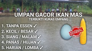 Resep Umpan ikan Mas Paling Jitu Menggunakan Jagung Dan Telor Bebek Mentah Sangat Gacor