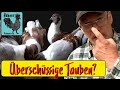 Tauben Neu-ZÜCHTER Tipps mit Zuchtfreund Ralf