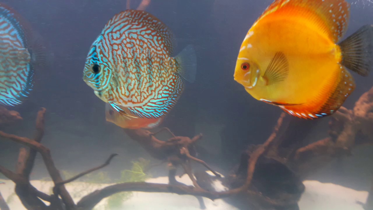 DISCUS MIX :) - YouTube