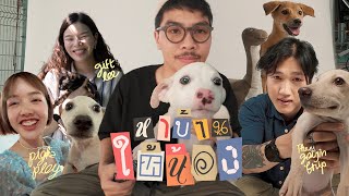 เมื่อเราชวน Youtuber มาช่วยหาบ้านให้หมาจร ft. @GiftLee @pigkaploy @thegaijintrips5872