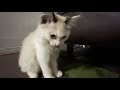 保護した子猫と思えないくらい可愛いスノーを語ろうと思ったけど語り尽くせずミスタッチでオフ