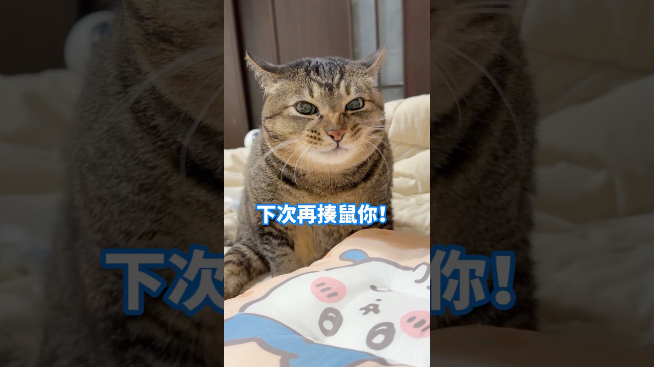 被舅舅隔著棉被偷摸🦭自己愛看又愛生氣🔥 【麻吉太郎】 #癱瘓貓 #貓 #可愛 #cute #shorts