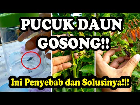 Video: Apakah pohon mangga kehilangan daunnya secara musiman?