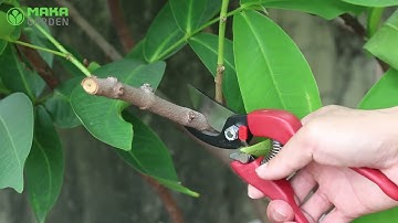 Kéo cắt cành Chikamasa PS-20R hàng Nhật Sắc Bén | MakaGarden.vn