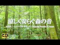 岩清水と鳥のさえずりが響く静かな時間 | ストレス緩和•勉強•作業集中【ASMR 4K】