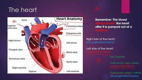 The Cardiovascular System GCSE PE