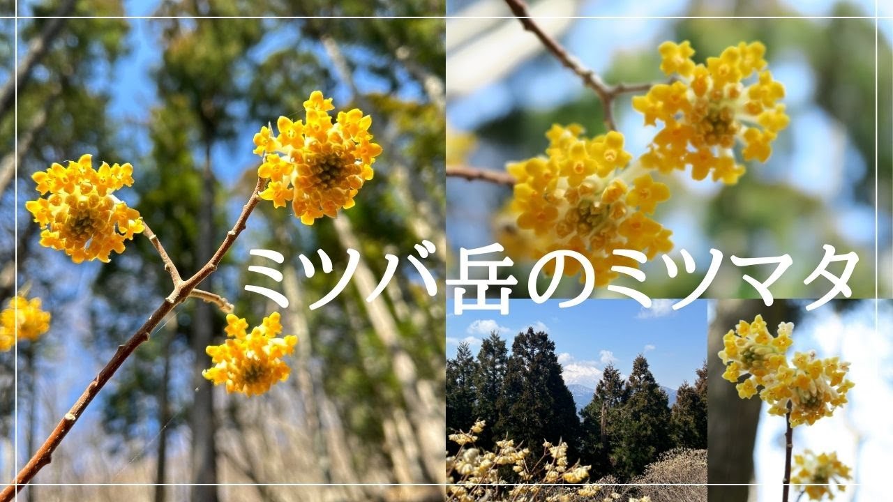 【丹沢】そろそろ見頃！ミツバ岳のミツマタ【山さんぽ】