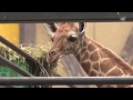 羽村市動物公園 アミメキリンの赤ちゃん誕生【東京都羽村市】