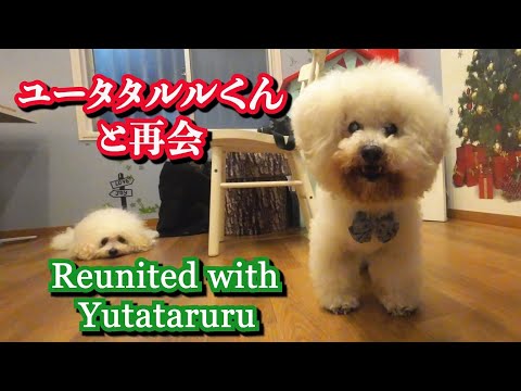 【再会】ビションフリーゼのお友達、ユータタルルくんと室内で過ごす犬、ビションフリーゼのうたくん。