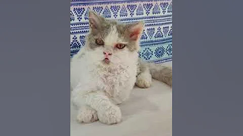 Watch the video about Handsome Selkirk Rex Kitten Hollywood