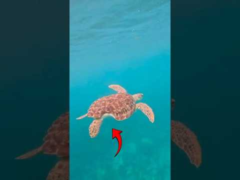 إنقاذ سلحفاة بحرية بقوقعة مكسورة سلحفاة بحر حياة بحرية محيط إنقاذ مؤثر
