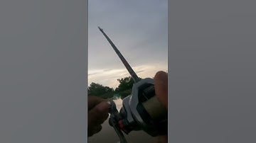 Câu cá lóc lũ bằng mồi nhái hơi, cảm giác cá táp phê thật🤭🤭 #fishing #lure #casting #caucaloc